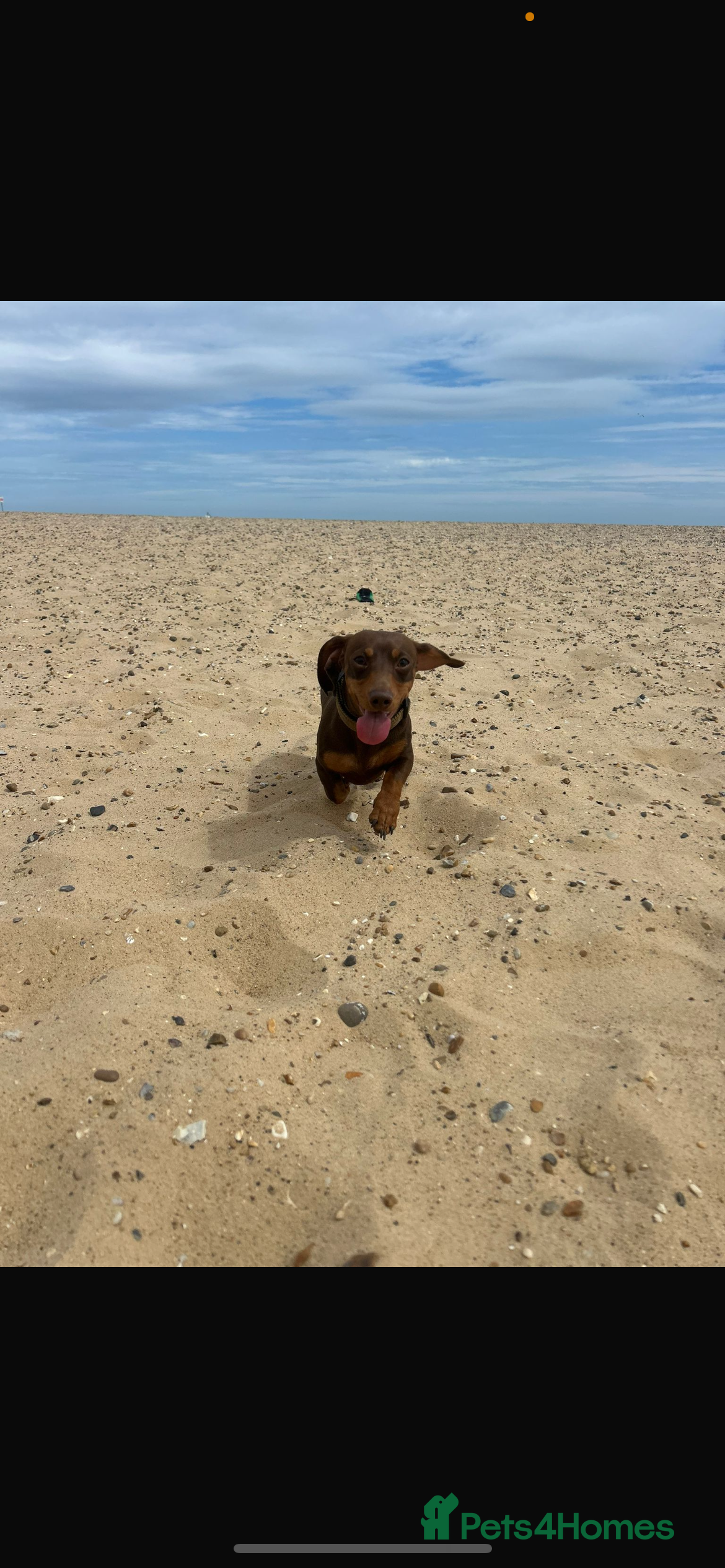 Miniature Dachshund dogs Teddy - miniature dachshund looking for new home. - Advert 2