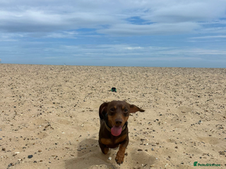 Miniature Dachshund dogs Teddy - miniature dachshund looking for new home. - Advert 2