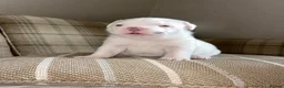 American Bully dogs for sale: 🐾 POCKET BULLY PUPPIES 🐾  in Nottingham - Advert 3