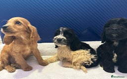 Cockapoo dogs for sale: 6 Beautiful cockerpoos puppies  - Image 3
