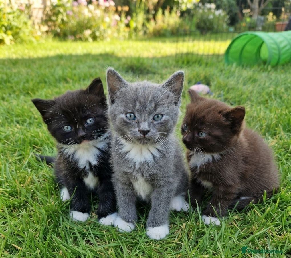 Korat cats Beautiful Korat x Angora kittens  - Advert 1