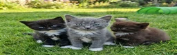 Korat cats for sale: Beautiful Korat x Angora kittens  - Advert 1