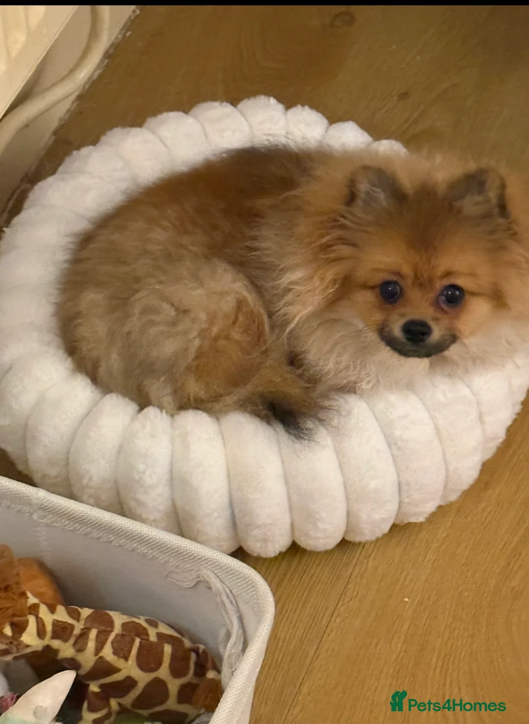 Pomchi dogs for sale: Gorgeous Pomeranian x 6 months old male puppy - Advert 1