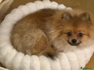 Pomchi dogs Gorgeous Pomeranian x 6 months old male puppy - Advert 3