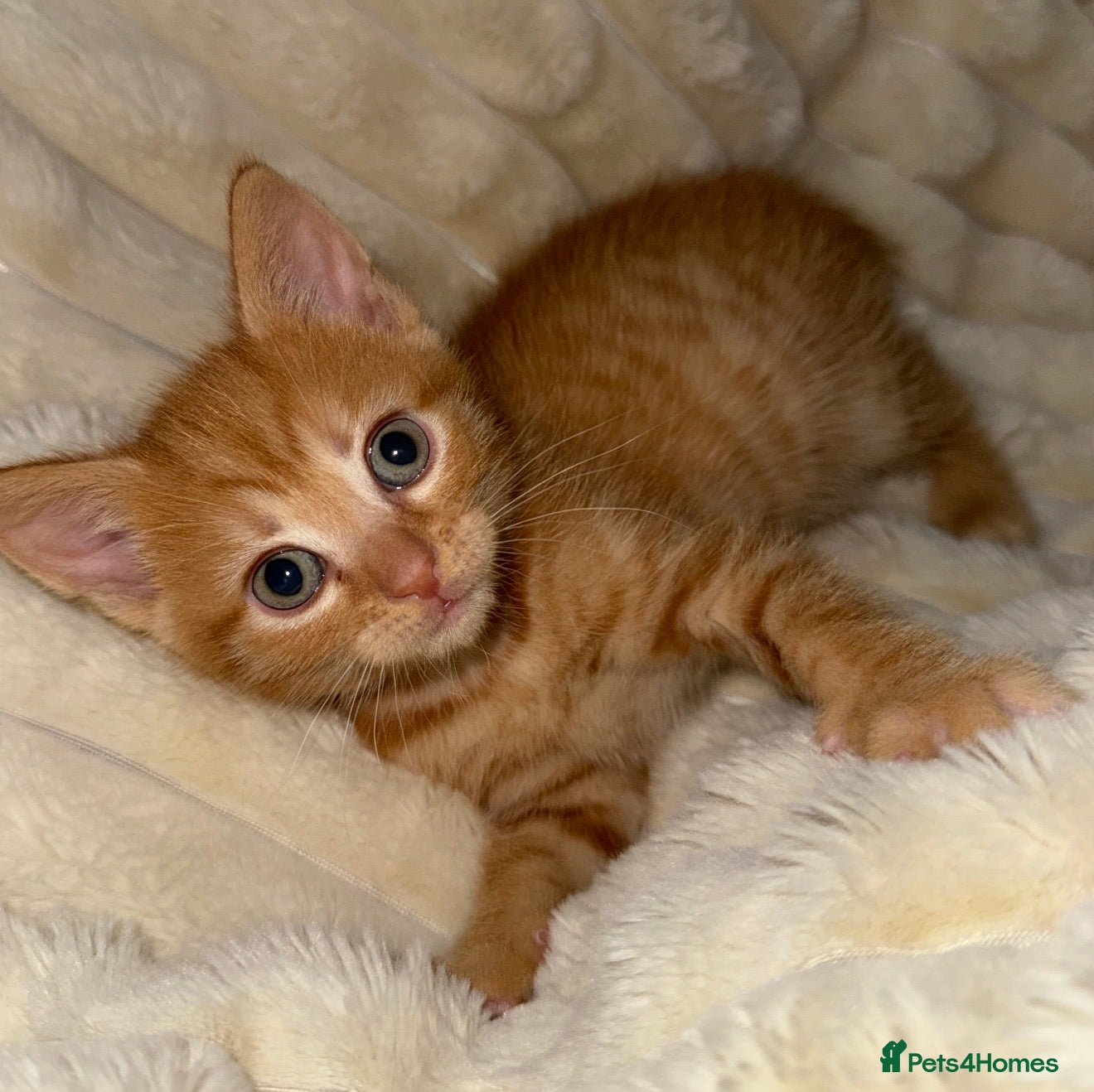 Mixed Breed cats Beautiful ginger kittens  - Advert 2