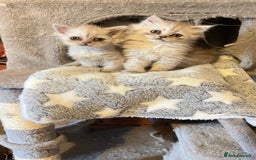 Persian cats for sale: Persian kitten ready to go - Image 18