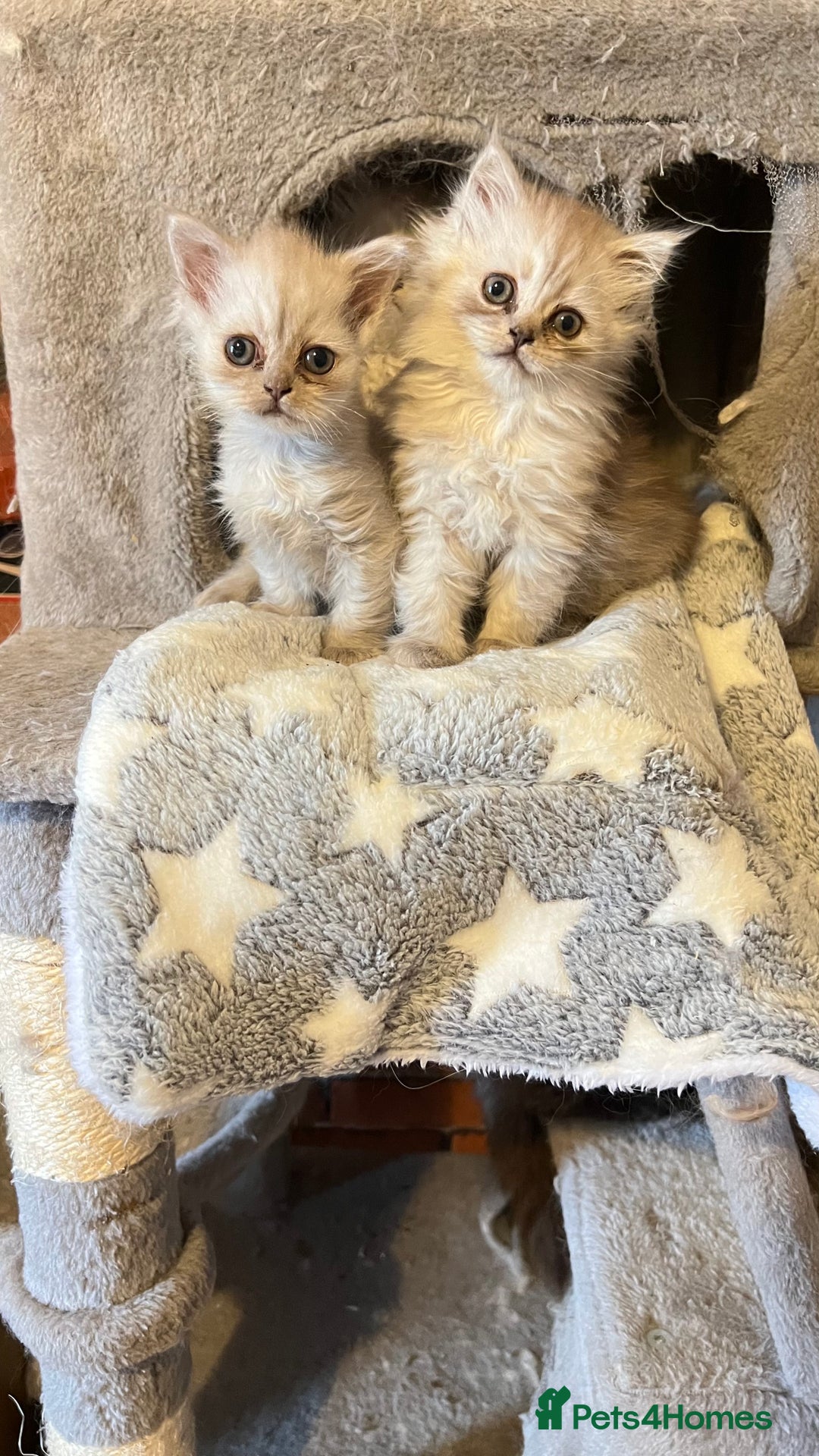 Persian cats for sale: Persian kitten ready to go - Image 18