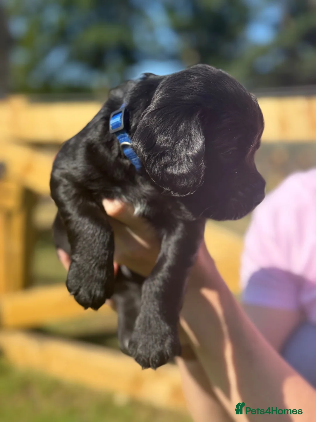 Cocker Spaniel dogs for sale: KC reg working cocker spaniel pups  - Advert 2
