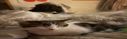 Mixed Breed cats for sale: Beautiful kitten - Advert 3