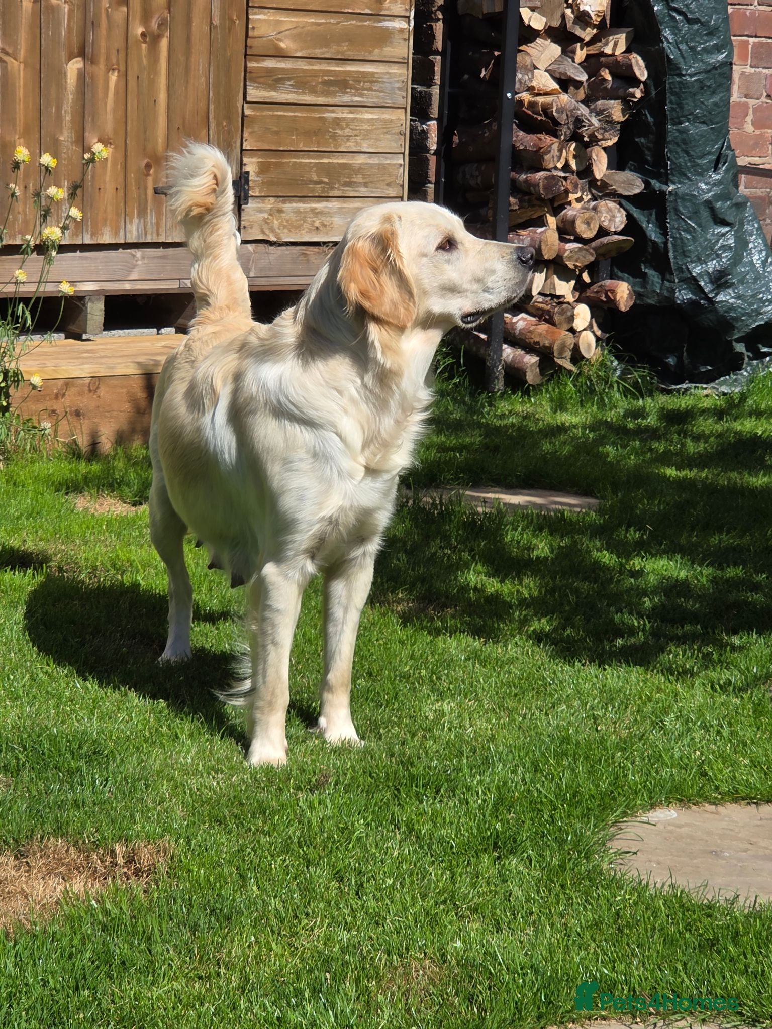 Goldador dogs Golden retriever/lab cross 2 boys left.  - Advert 5