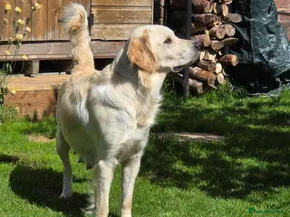 Goldador dogs Golden retriever/lab cross 2 boys left. - Advert 5