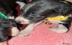 Mixed Breed dogs for sale: Saluki whippets  - Image 10