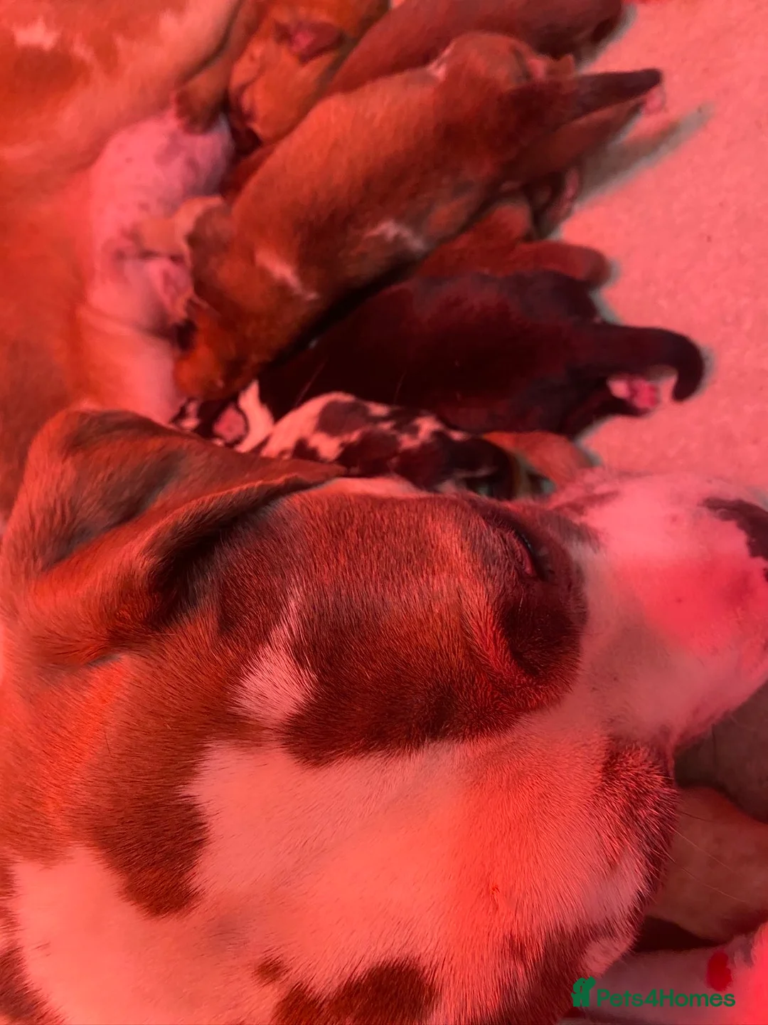 Mixed Breed dogs for sale: Stunning American bulldogs  - Advert 21