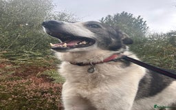 Mixed Breed dogs for adoption: Matteo - Norwich Norfolk  - Image 12