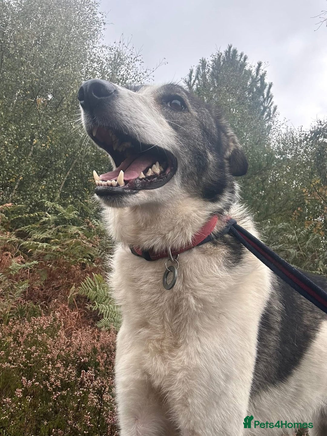 Mixed Breed dogs for adoption: Matteo - Norwich Norfolk  - Image 12