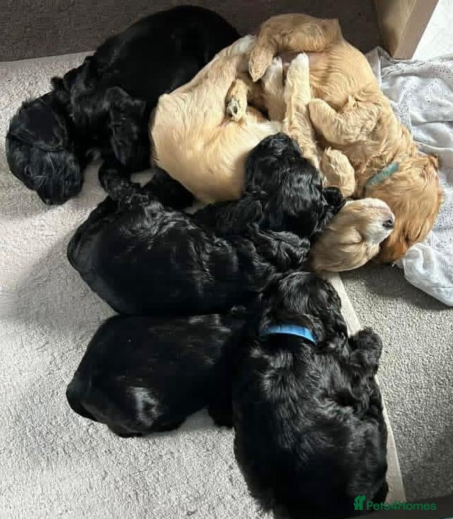 Cavapoo dogs Cavapoo puppies  - Advert 1