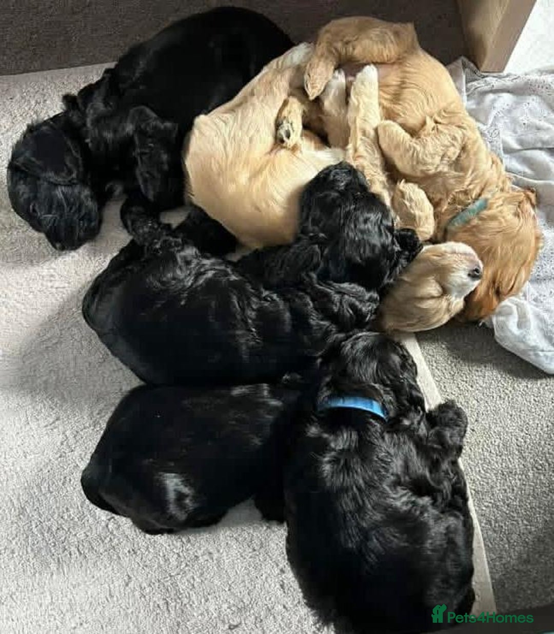 Cavapoo dogs for sale: Cavapoo puppies  - Advert 1