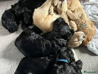 Cavapoo dogs Cavapoo puppies - Advert 1