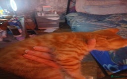 Bengal cats for sale: Half Bengal kittens - Image 5