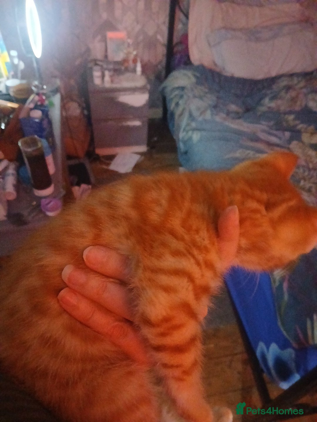 Bengal cats for sale: Half Bengal kittens - Image 5
