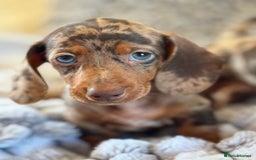 Miniature Dachshund dogs for sale: ❤️🐾💫 Outstanding Miniature Dachshunds 🐾❤️💫 - Image 7