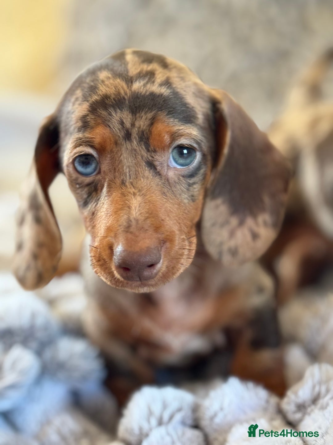 Miniature Dachshund dogs for sale: ❤️🐾💫 Outstanding Miniature Dachshunds 🐾❤️💫 - Image 7
