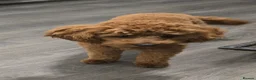 Cavapoo dogs for sale: 💙CAVAPOO💙 8 month old Male Red Cavapoo  - Advert 12