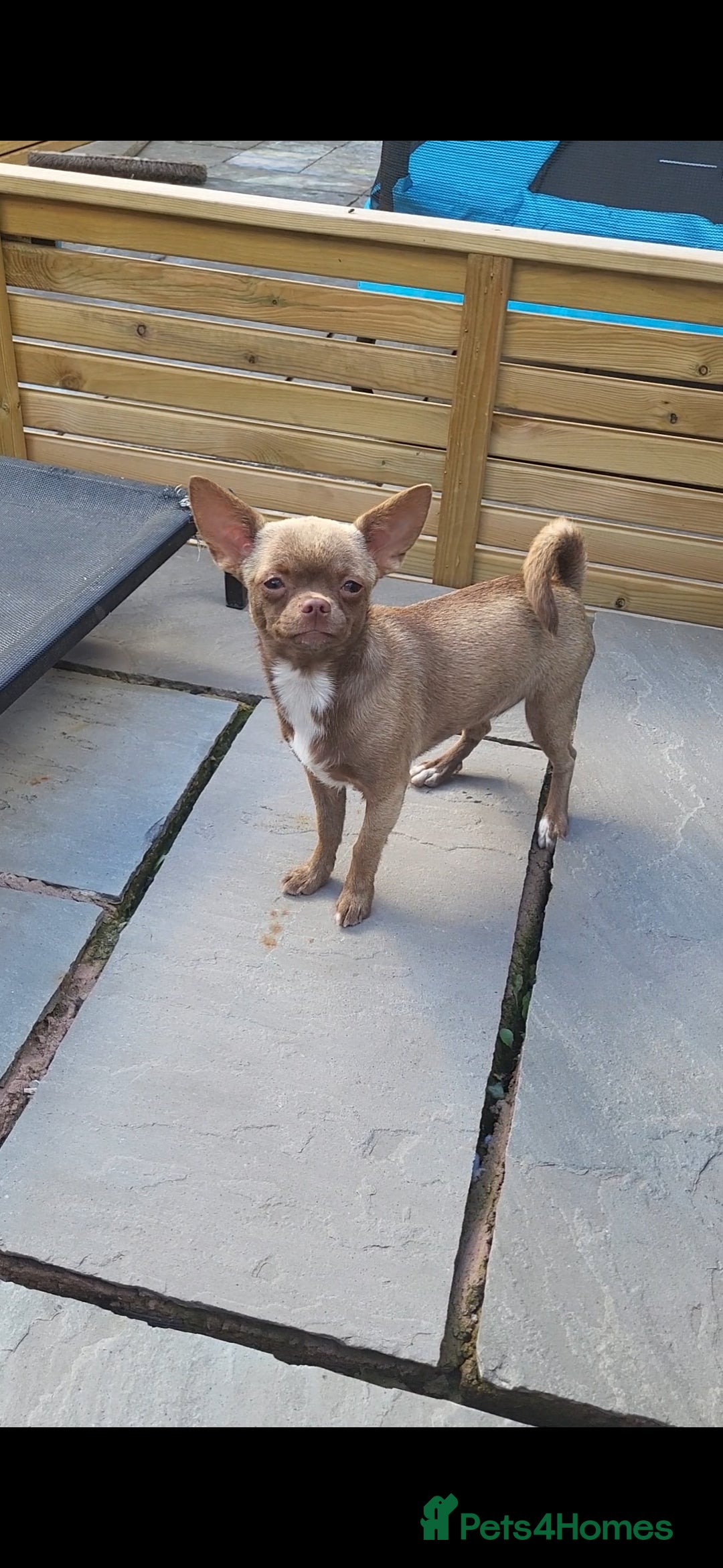 Chihuahua dogs for sale: Female Lilac/Chocolate Girl - Image 1