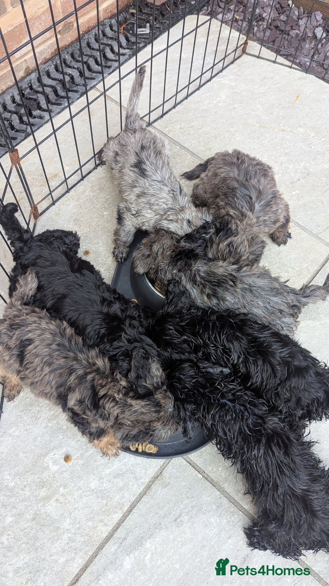 Cockapoo dogs for sale: Cockapoo Puppies (TOY) - Image 8