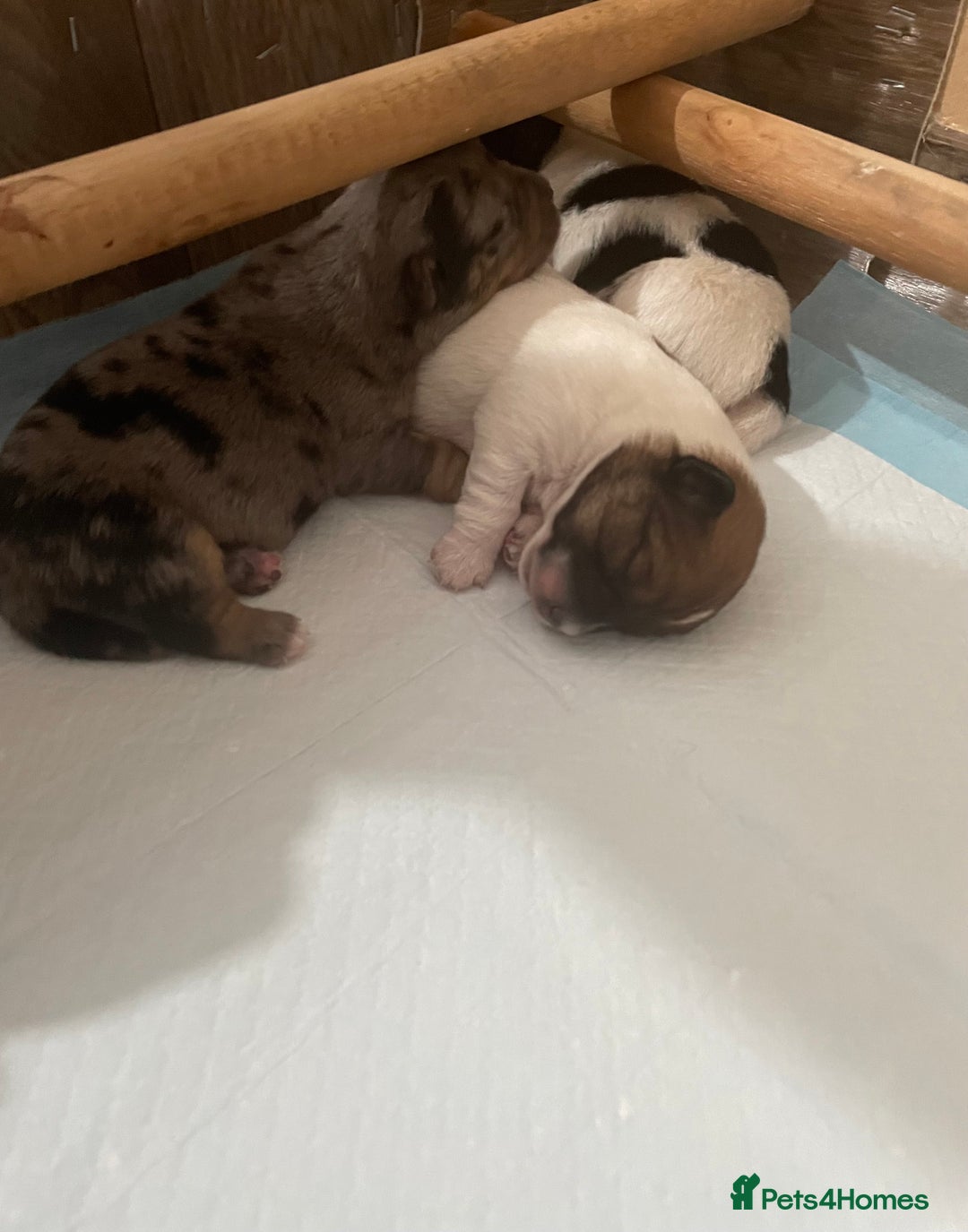 Jack Russell dogs for sale: Beautiful Jack Russell Terrier puppies available  - Advert 12