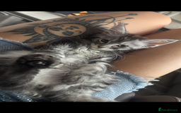 Maine Coon cats for sale: Russian XL Maine coon GIRL still looking HOME! ❤️ in Preston - Image 1