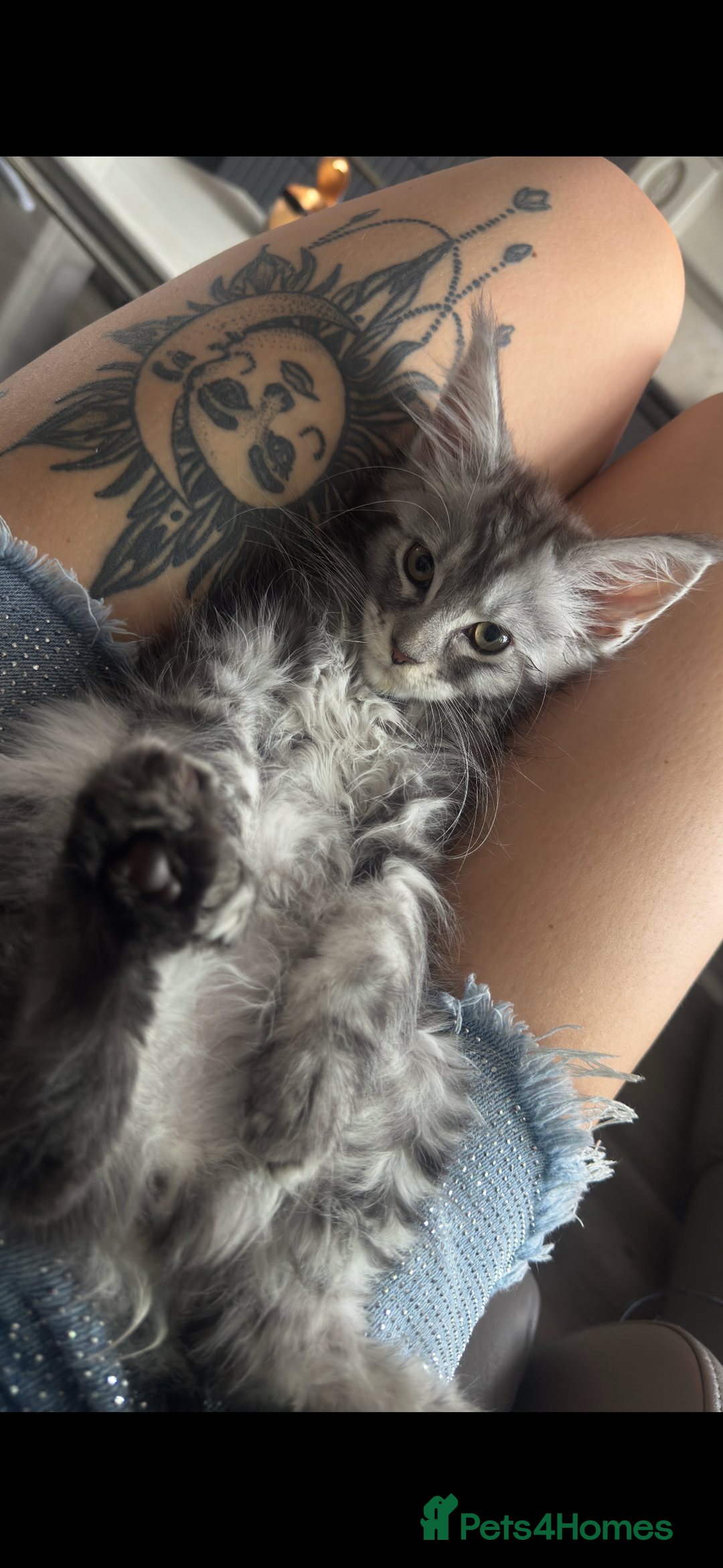 Maine Coon cats for sale: Russian XL Maine coon GIRL still looking HOME! ❤️ in Preston - Image 1