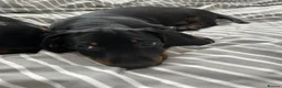 Dachshund dogs for sale:     Adorable Puppy Looking for a Loving Home - Advert 6