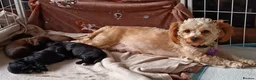 Mixed Breed dogs for sale: Unique little puppies  - Advert 2