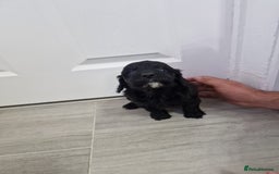 Cockapoo dogs for sale: Beautiful Cockapoo puppies for sale  - Image 5