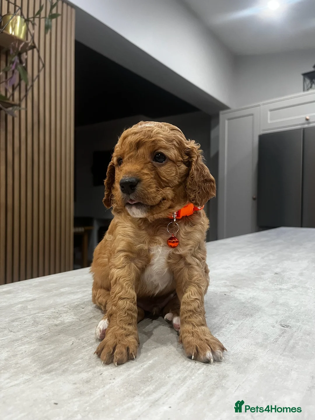 Cockapoo dogs for sale: Cockapoo puppies - Advert 24