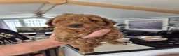 Cavapoo dogs for sale: 3 Male F1B Teddy Bear Cavapoo Puppies - Advert 4