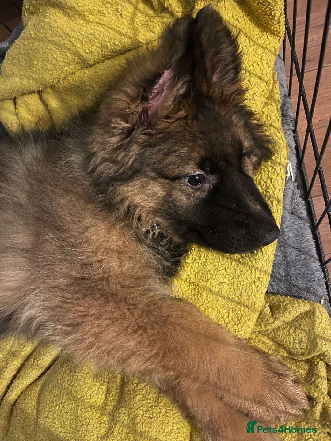 German Shepherd dogs for sale: German Shepherd MALE - Huge  - Advert 22