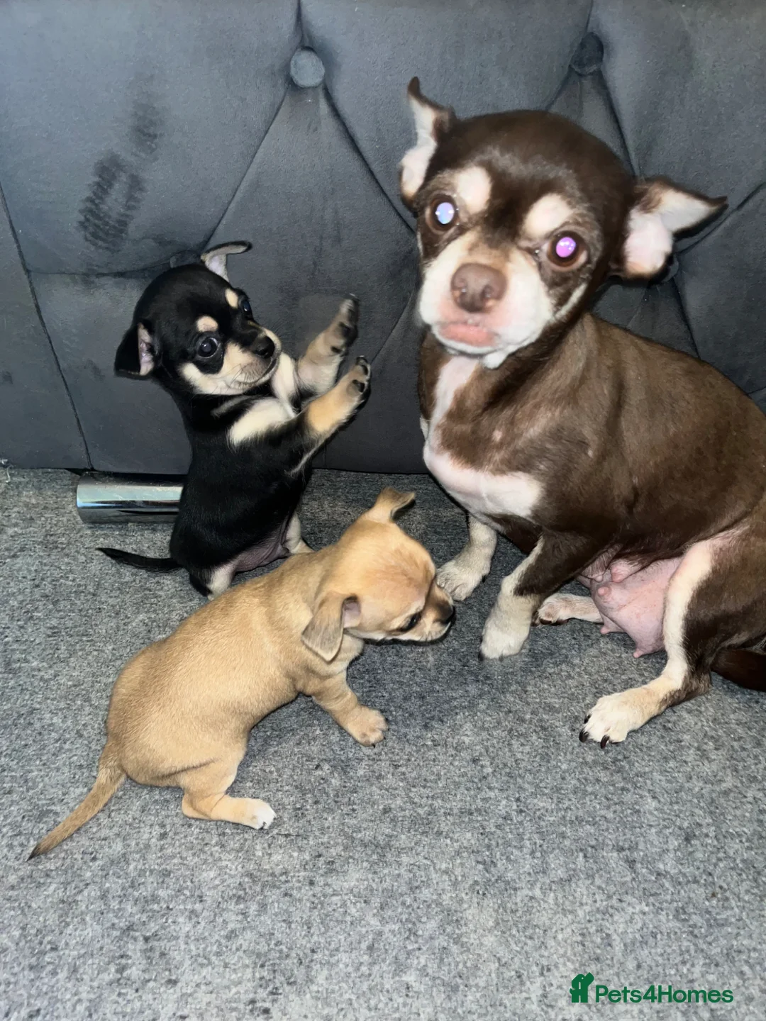 Chihuahua dogs for sale: Chihuahua puppies  - Advert 2