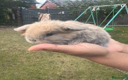 Mini Lion Lop rabbits for sale: Mini lop - Image 23