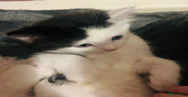 British Longhair cats - Advert 7