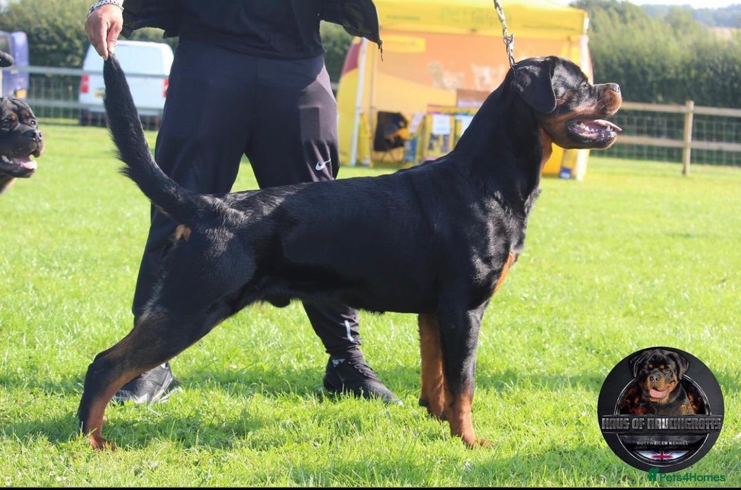 Rottweiler dogs for sale: Top KC Registered Rottweiler Puppies For Sale - Image 31