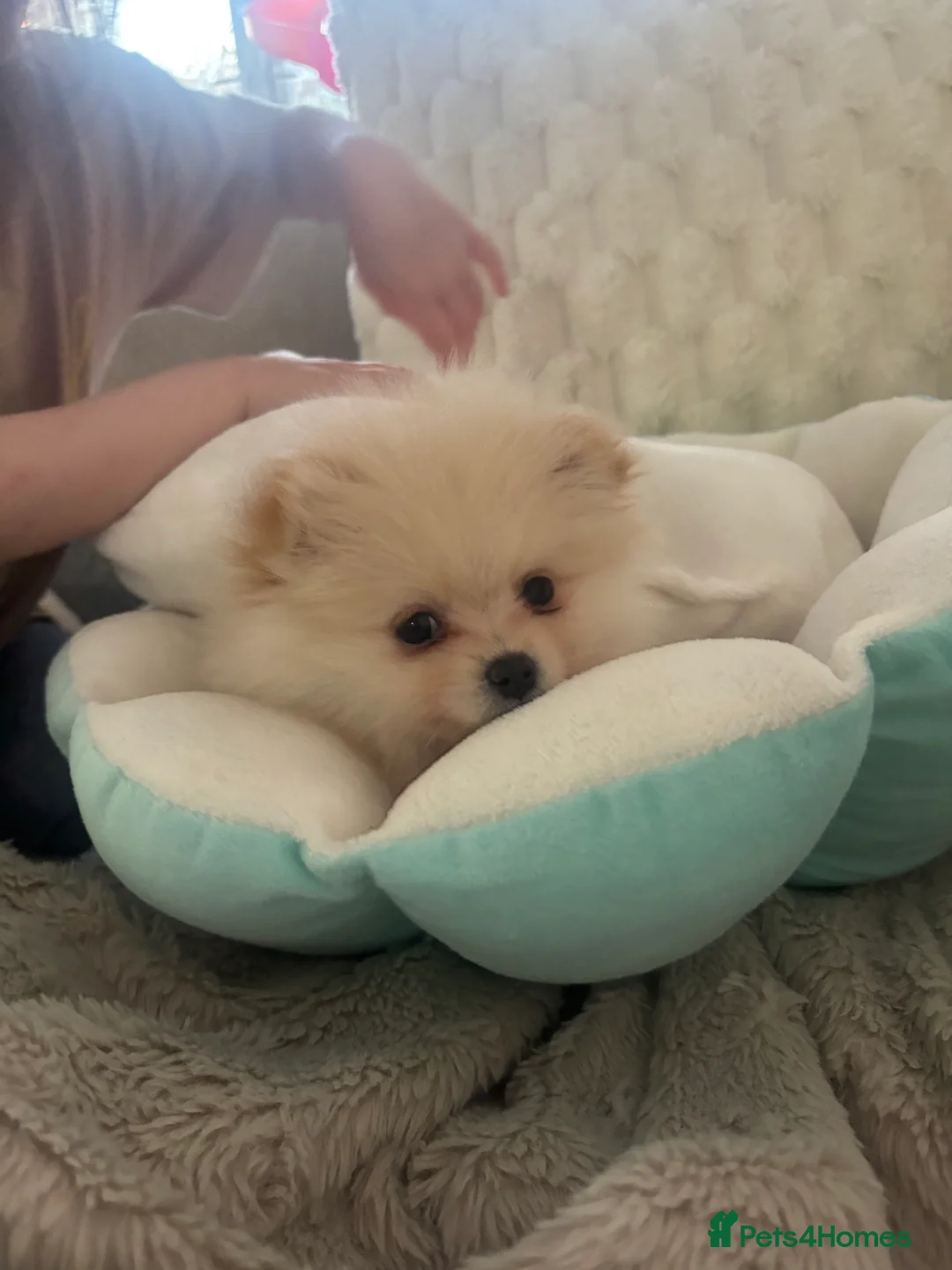 Pomeranian dogs for sale: White/cream Pomeranian 8 months old - Advert 4