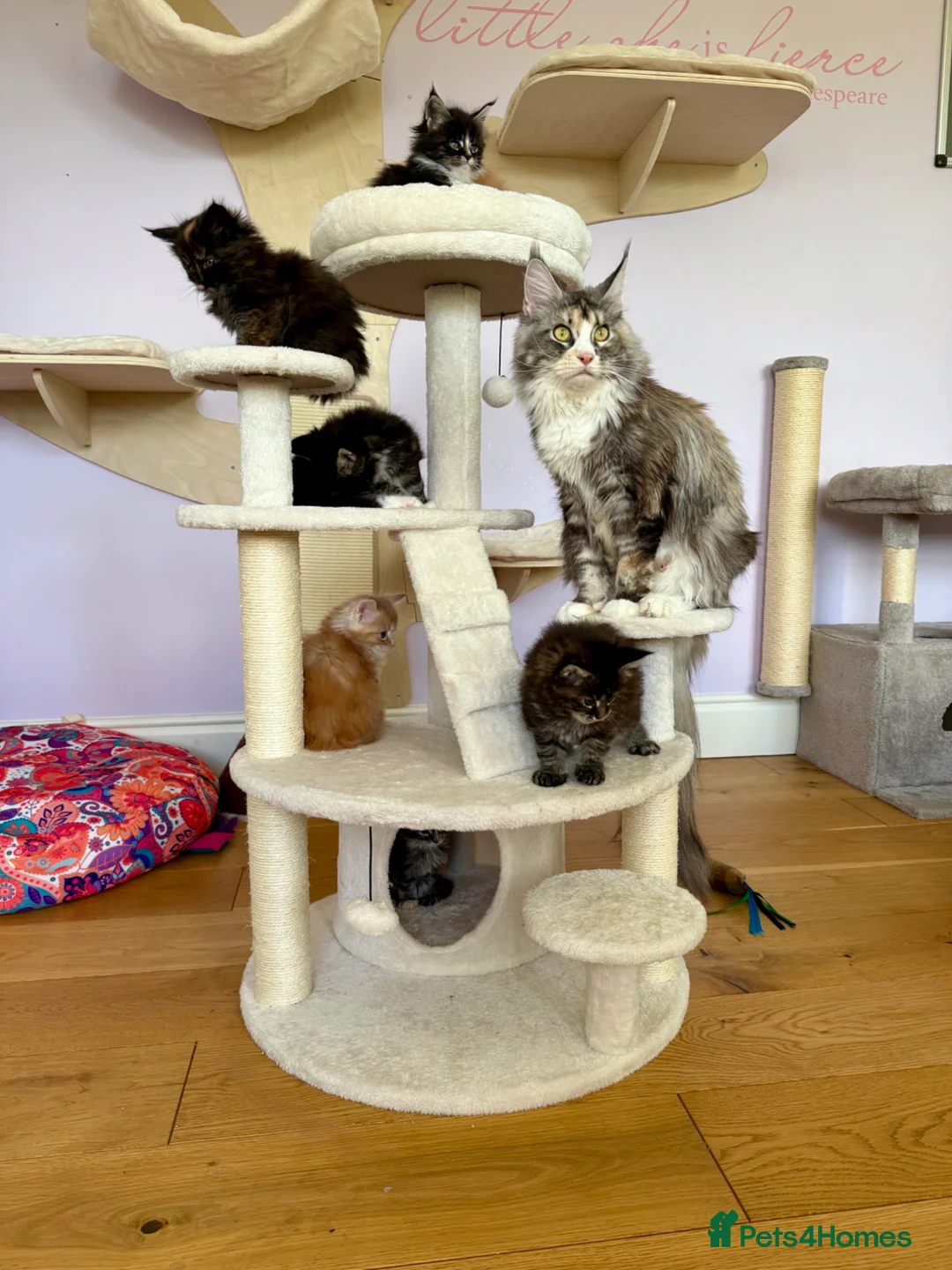 Maine Coon cats for sale: Exceptional Maine Coon Girls Ready Now - Advert 5