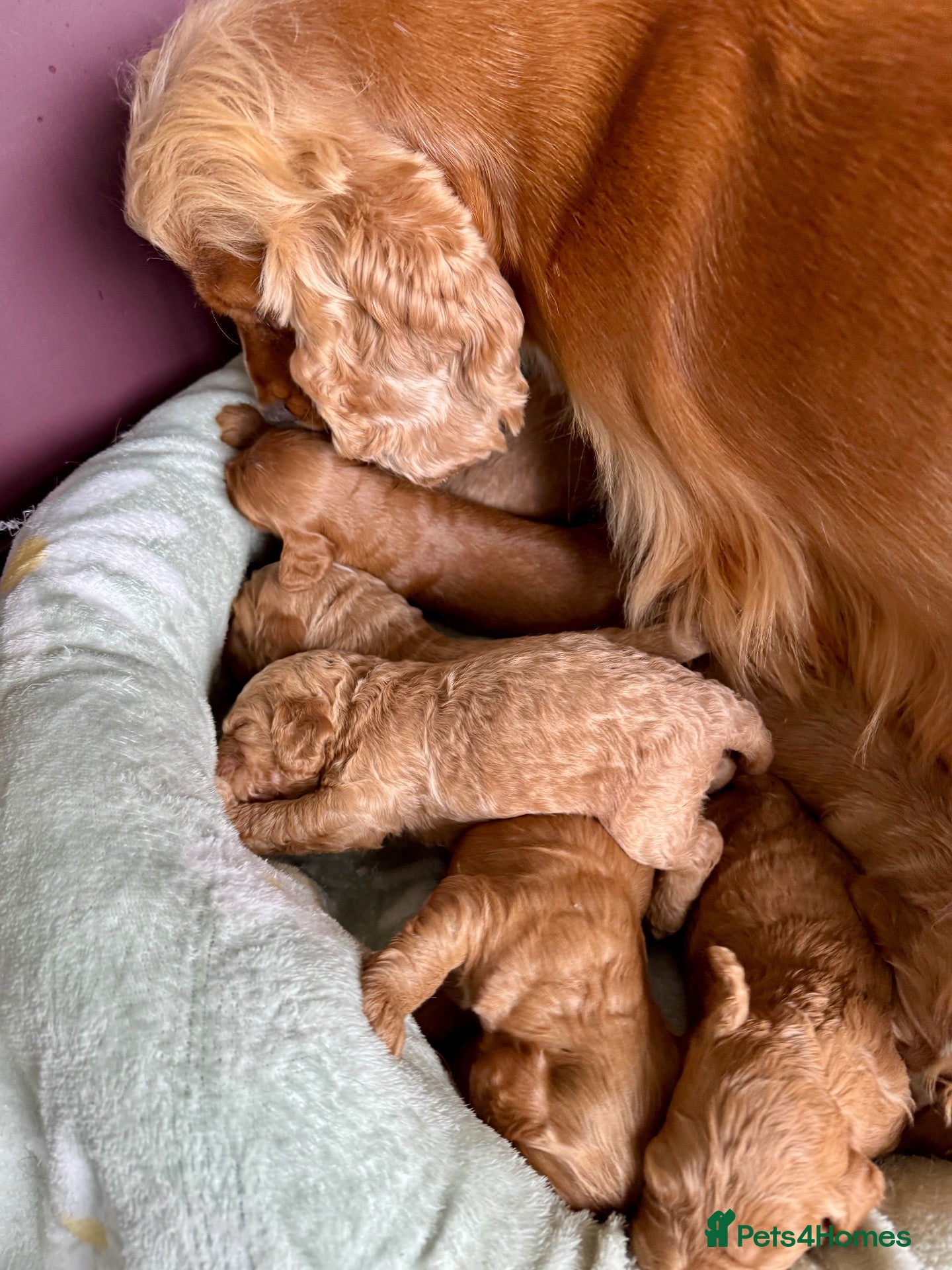Cockapoo dogs for sale: F1 show type cockapoo puppies  - Advert 2