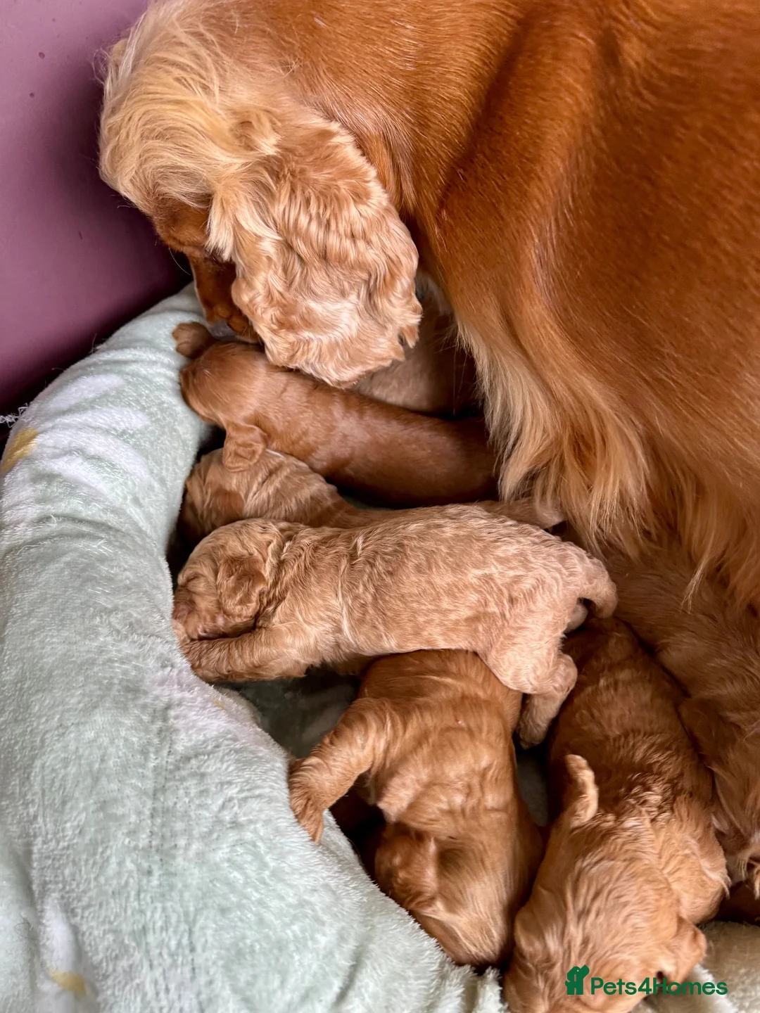 Cockapoo dogs for sale: F1 show type cockapoo puppies  - Advert 2