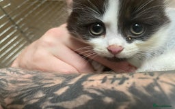 Mixed Breed cats for sale: 2 fluffy and playful kittens  - Image 4