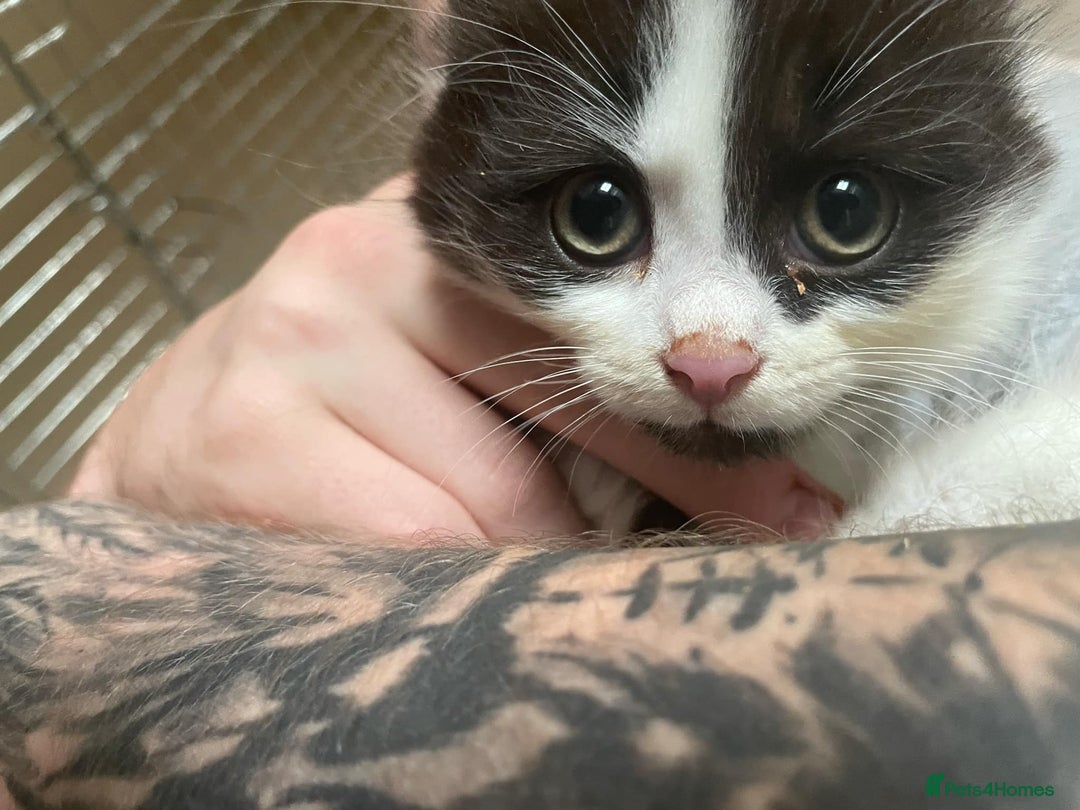 Mixed Breed cats for sale: 2 fluffy and playful kittens  - Image 4