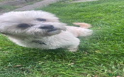 Shih Tzu dogs for sale: Beautiful puppies are looking for a new home - Image 8