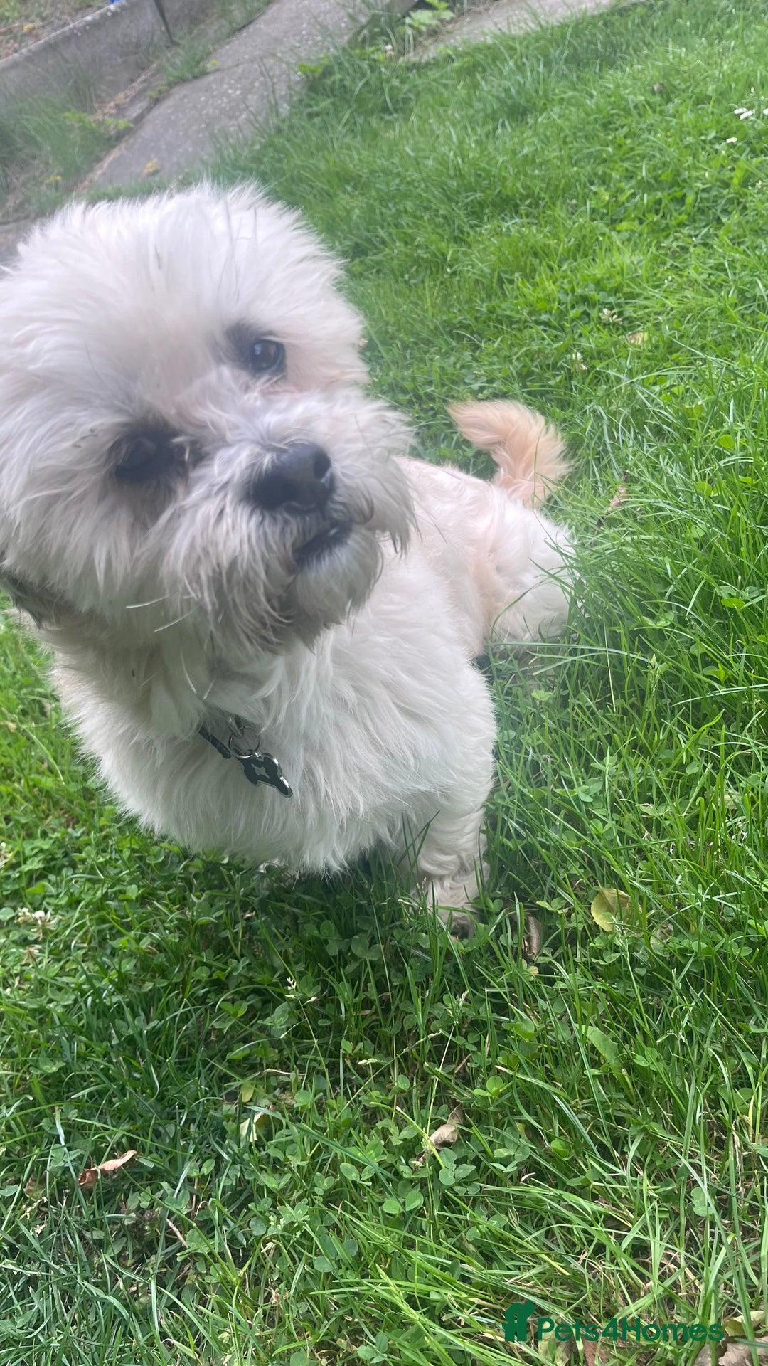 Shih Tzu dogs for sale: Beautiful puppies are looking for a new home - Image 8